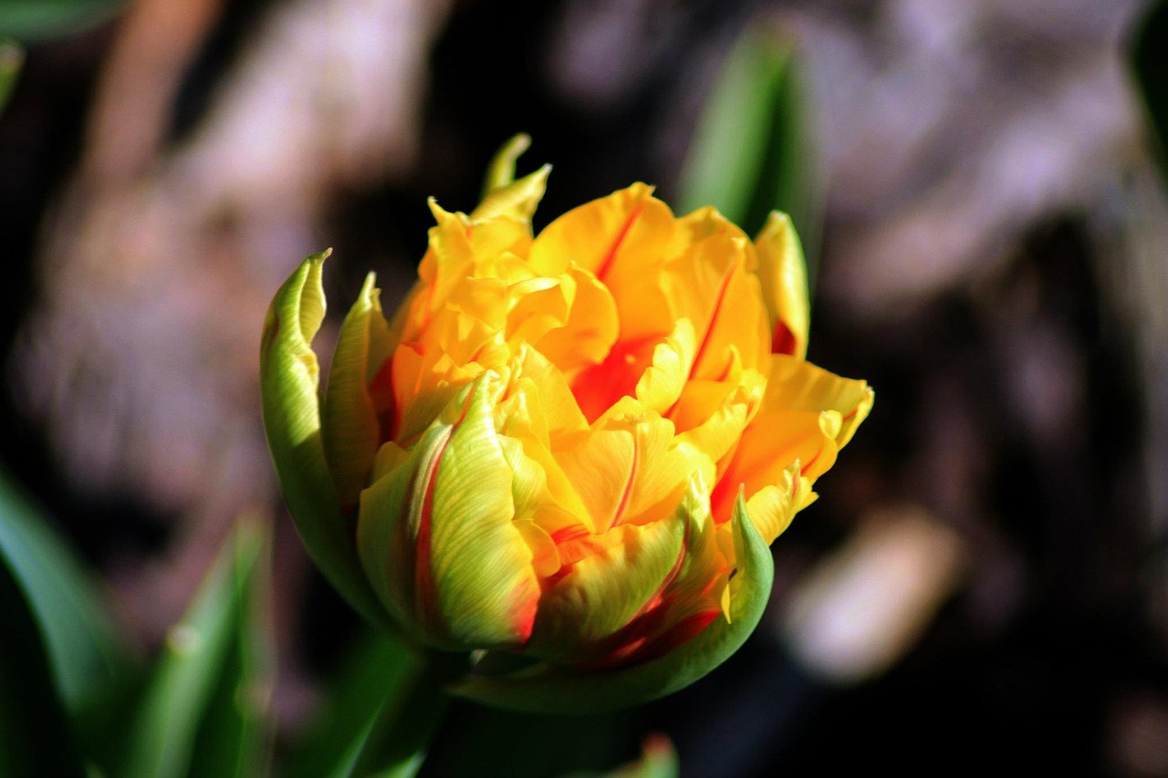 flower tulip nature free photo