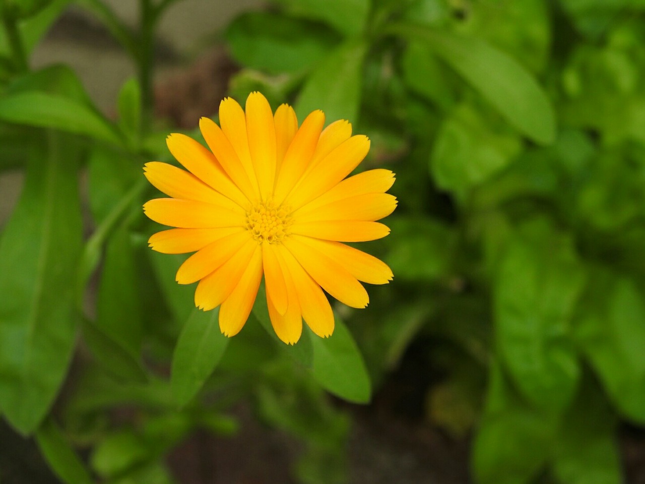 flower orange orange flowers free photo