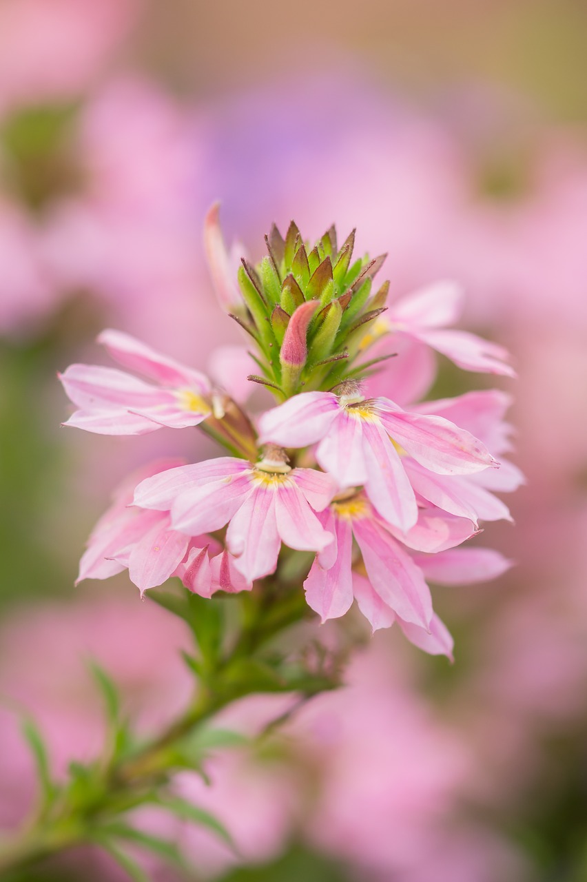 flower nature pink flower free photo