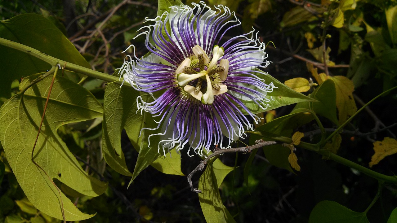 flower purple nature free photo