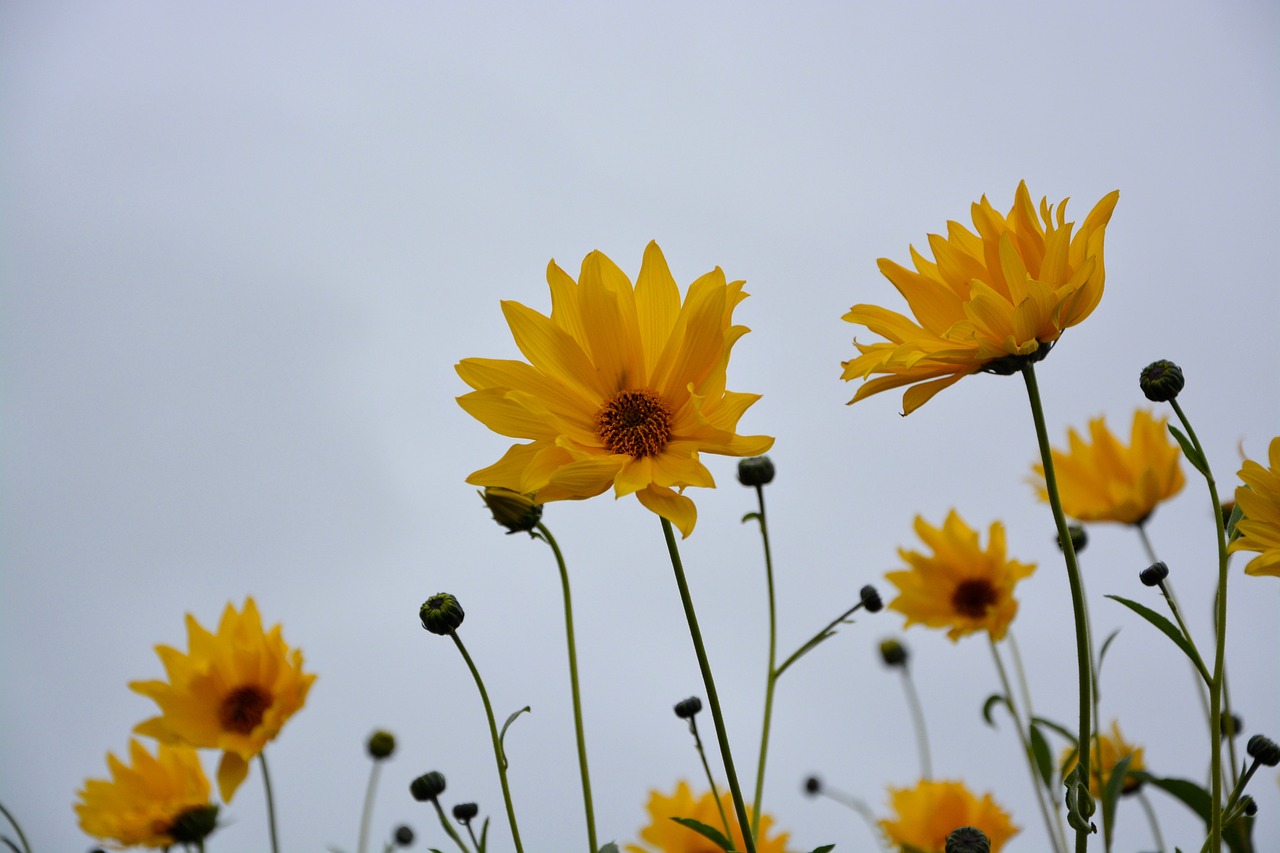 flower yellow flowers stems free photo