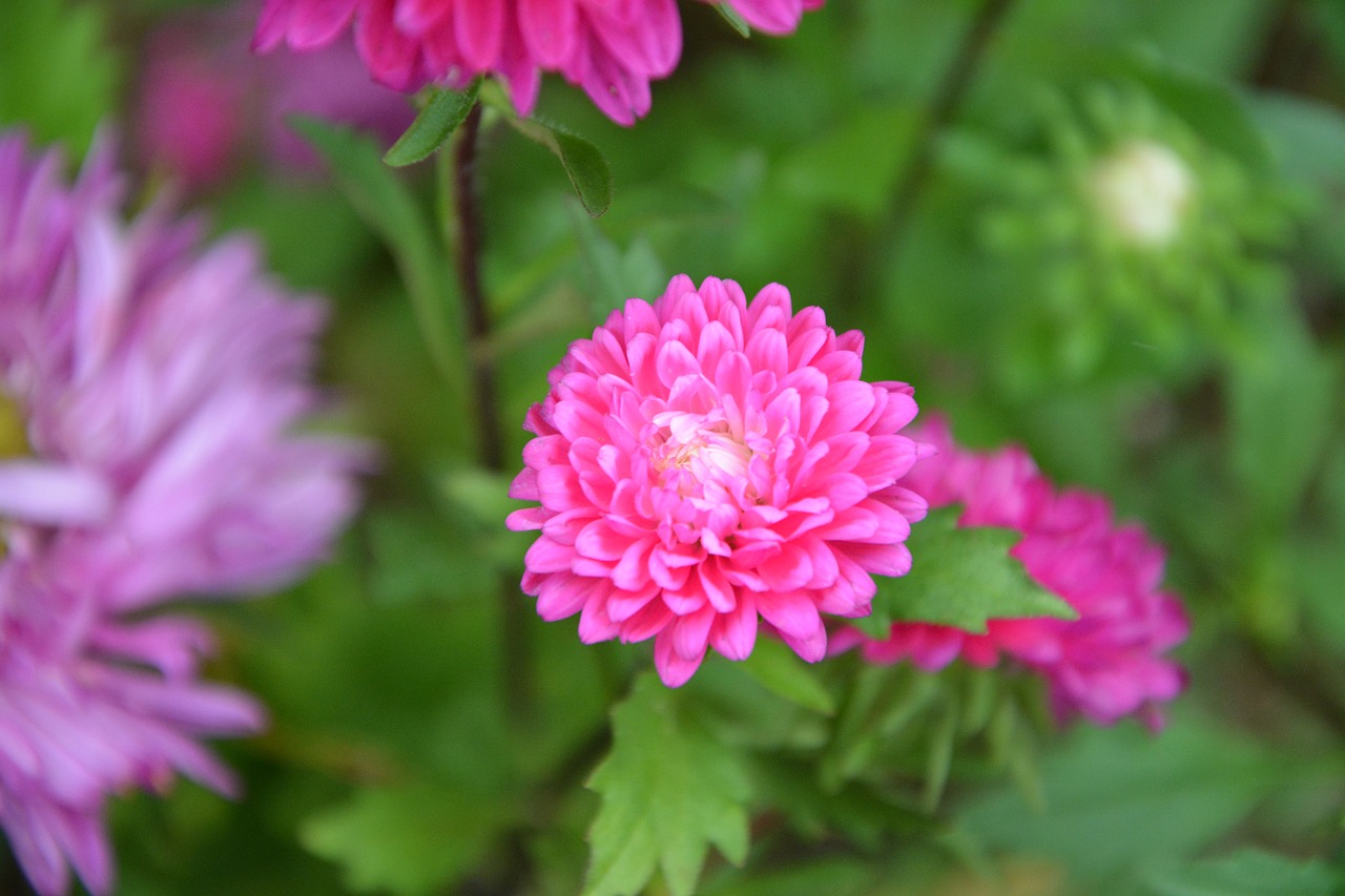 flower pink flowers plants free photo