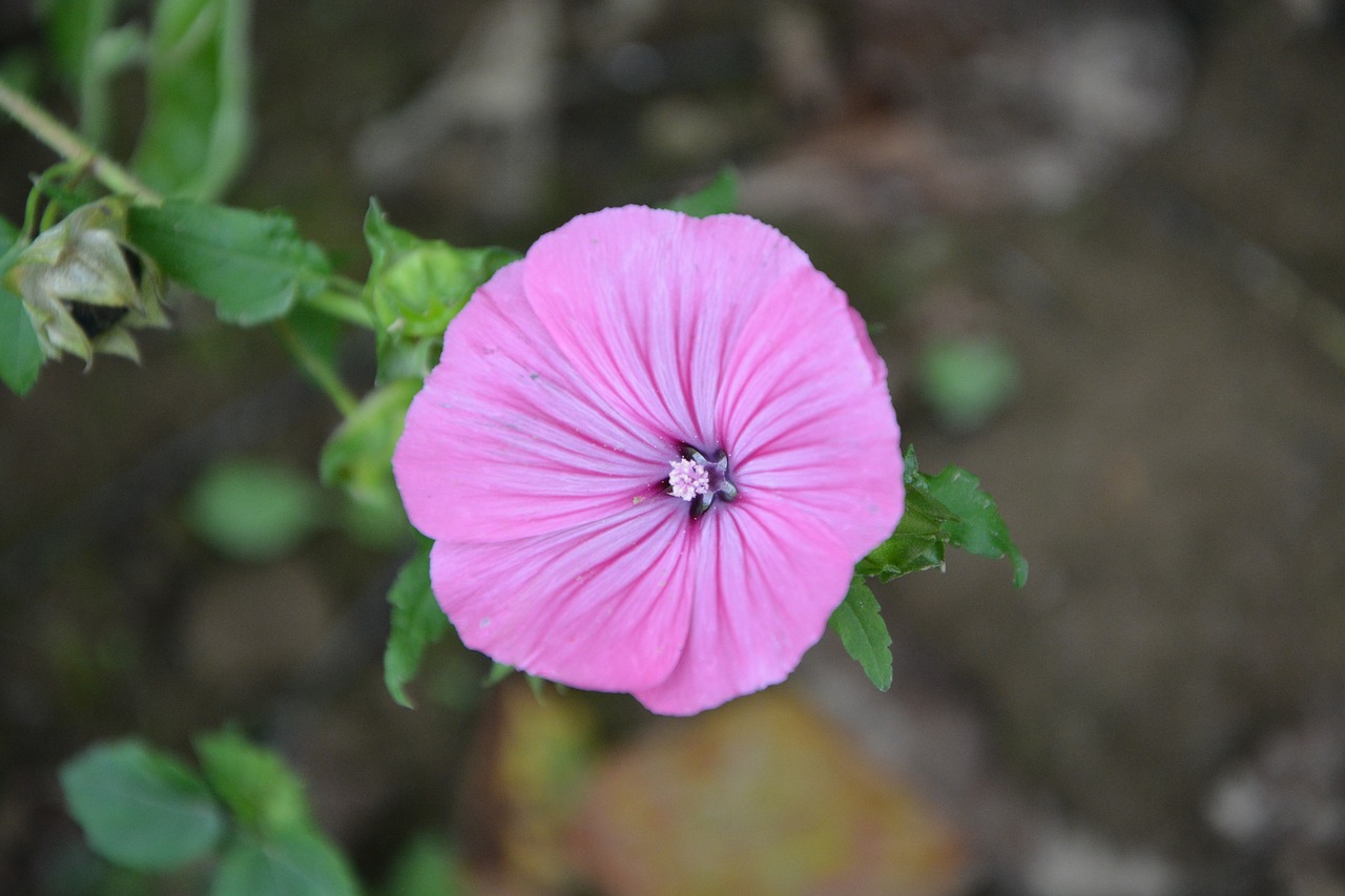 flower flowers garden free photo