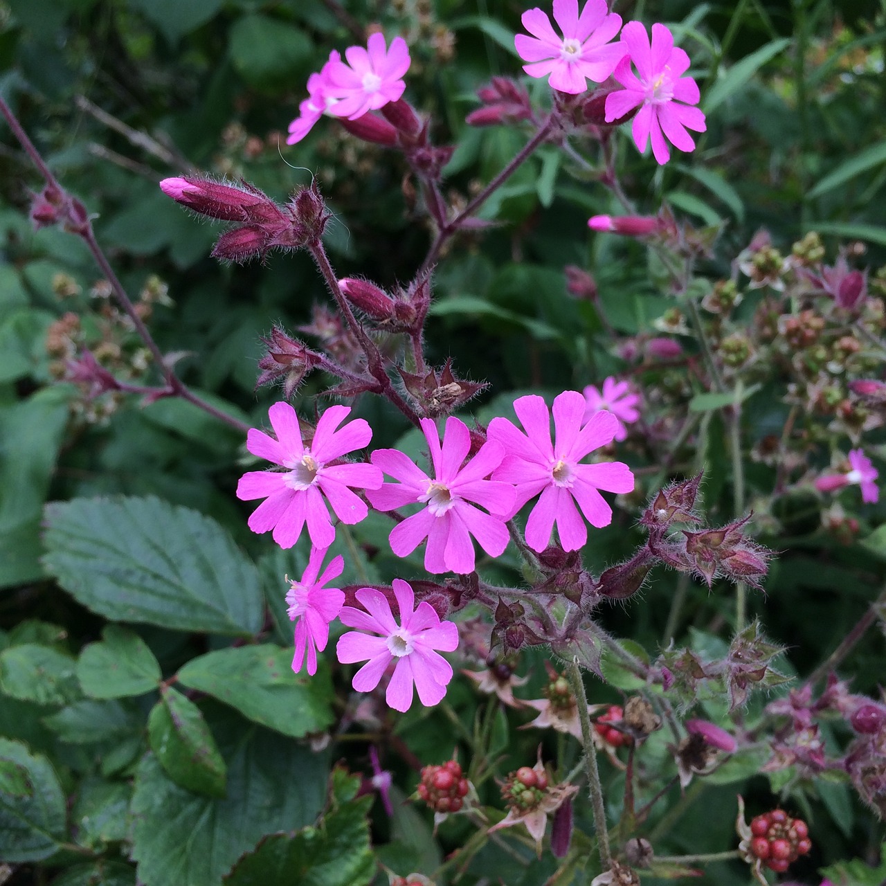 flower pinkflowers pink free photo