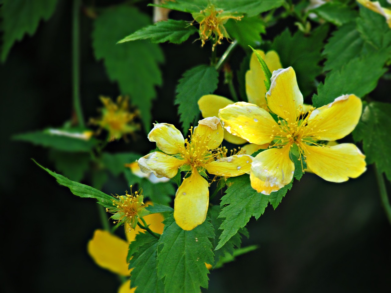 flower spring nature free photo