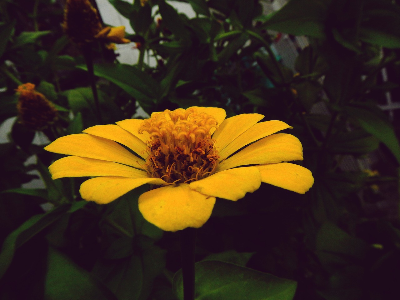 flower yellow garden free photo