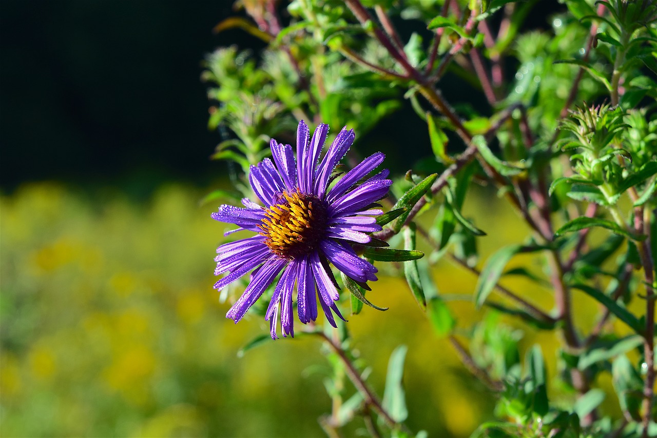 flower macro purple free photo