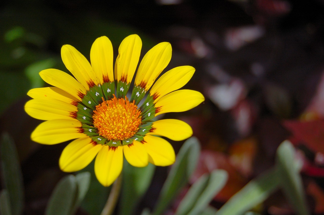 flower yellow yellow flower free photo