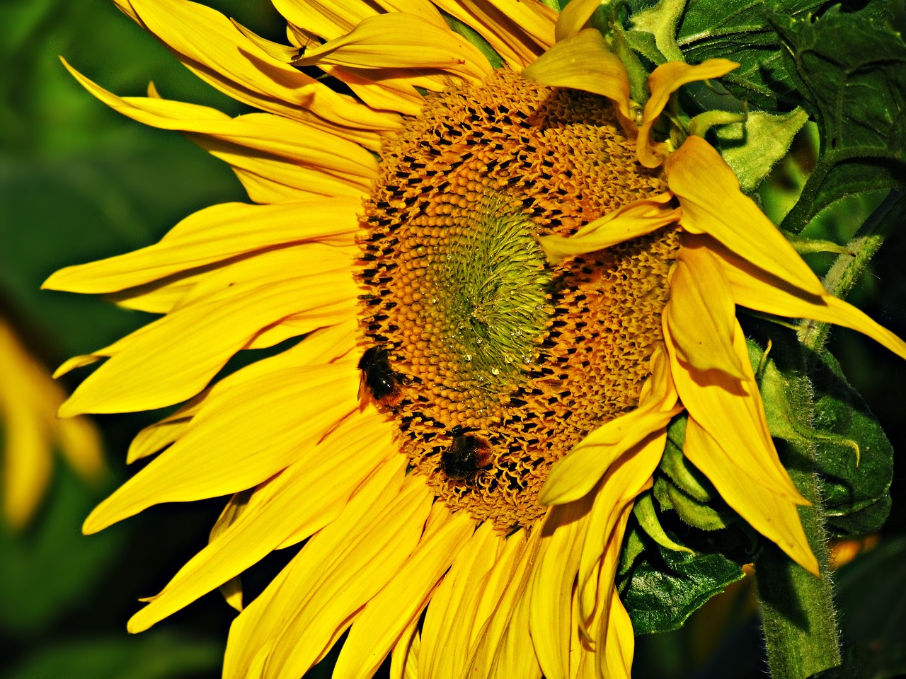 flower sunflower spring free photo