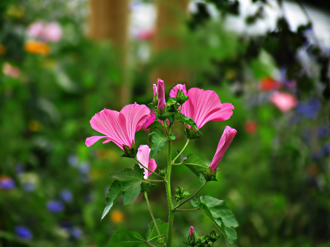 flower meadow pink free photo