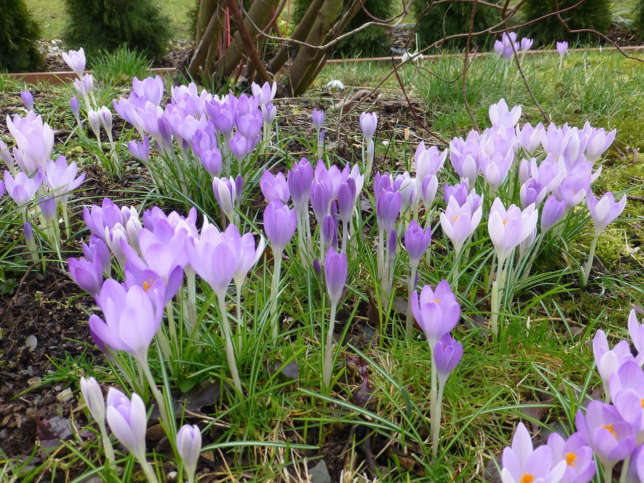 flower spring purple free photo