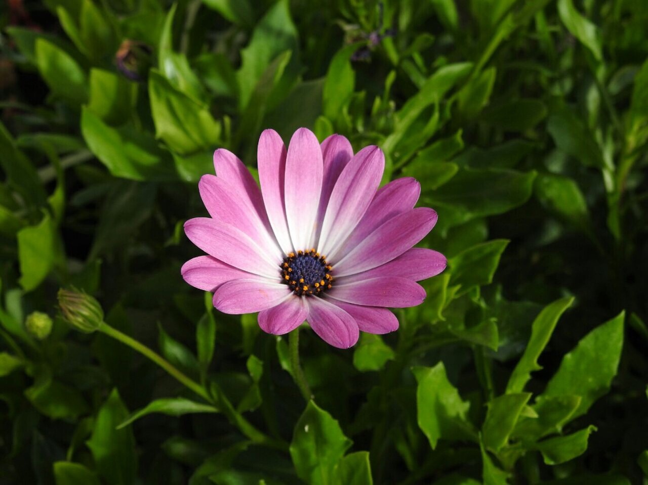 flower purple blossom free photo