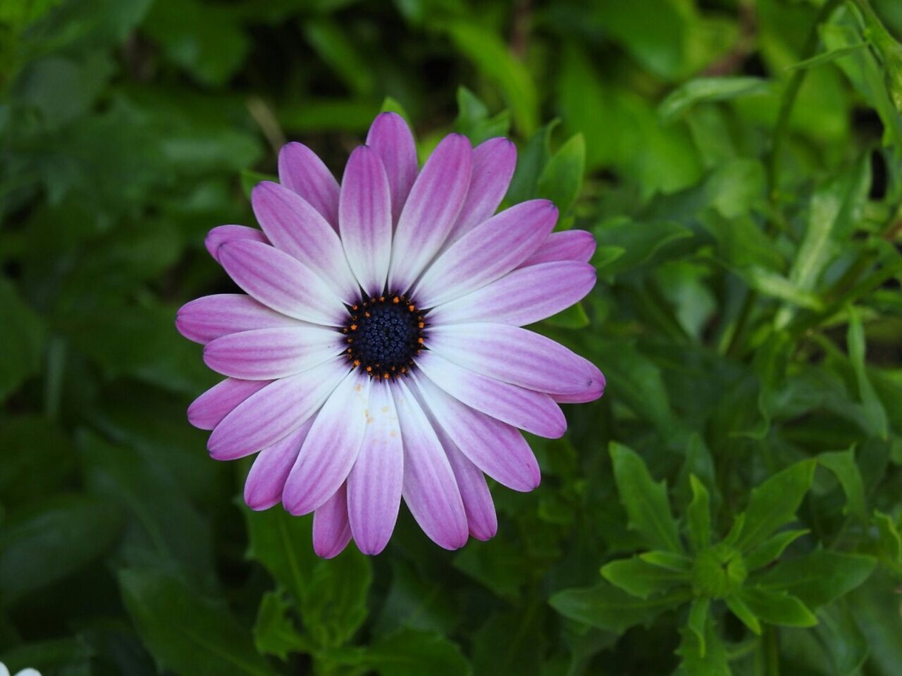 flower purple purple flower free photo