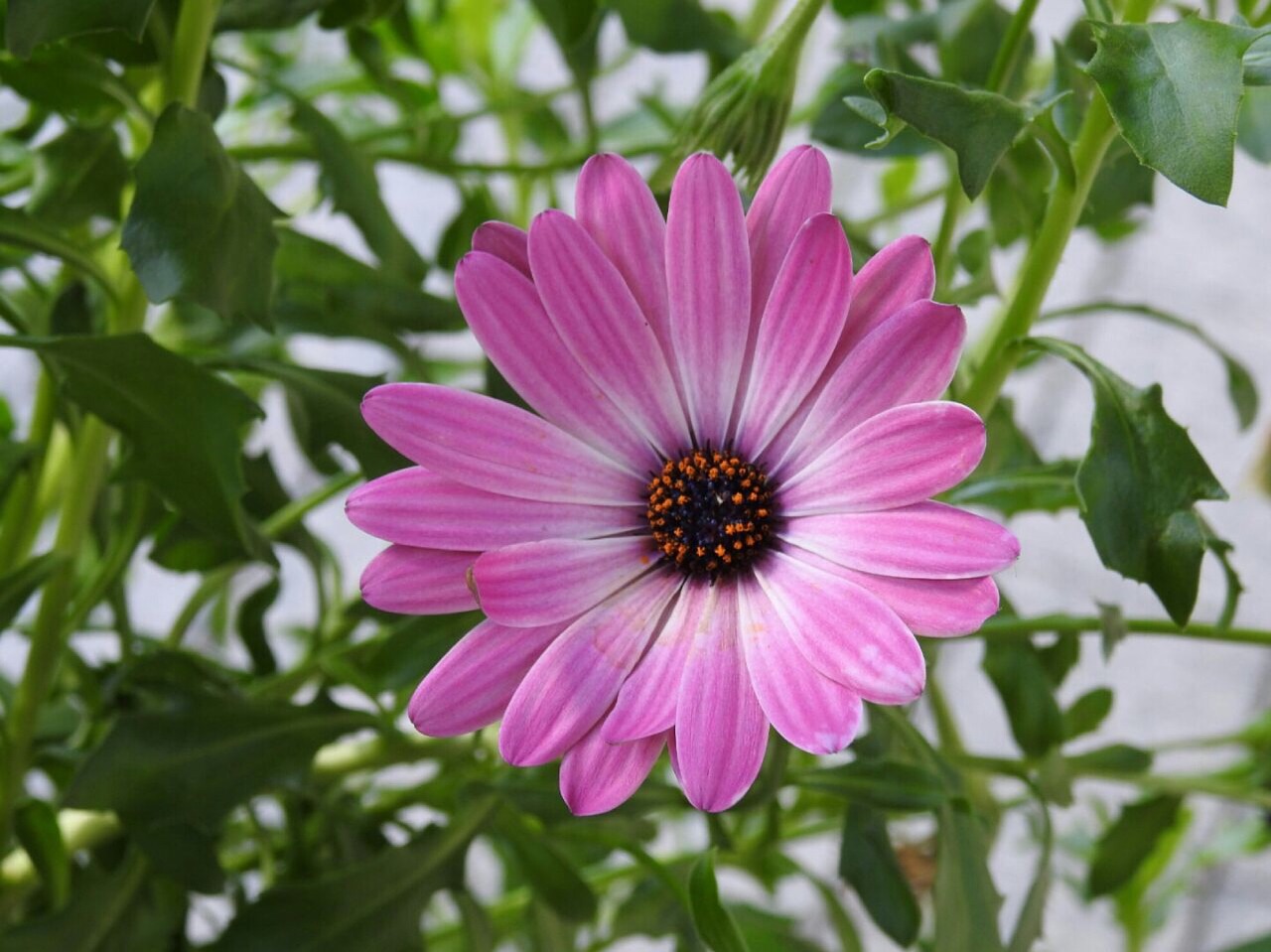 flower pink pink flower free photo