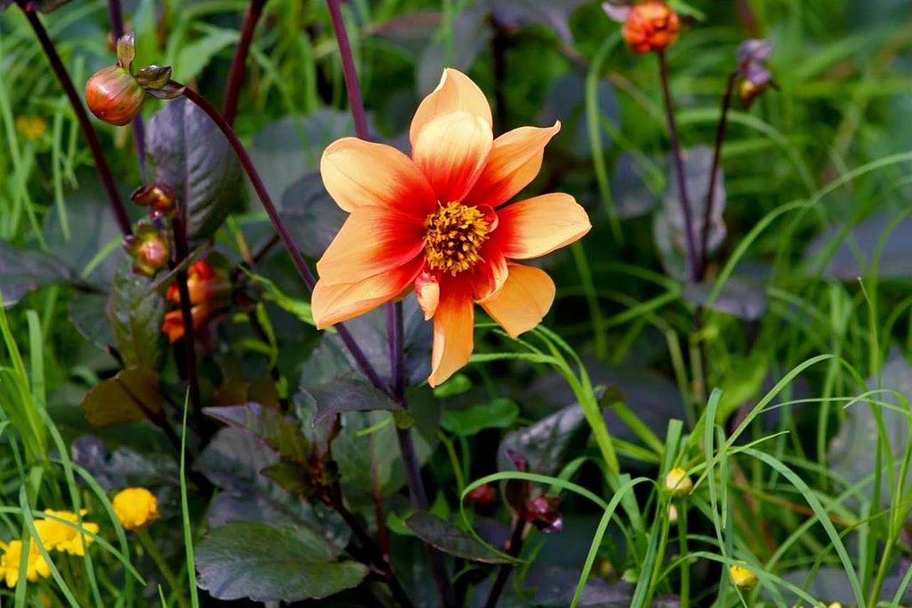 flower beautiful orange free photo