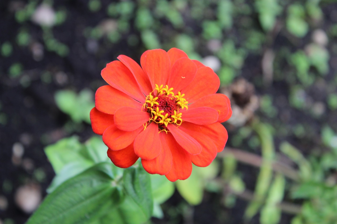 flower red plant free photo