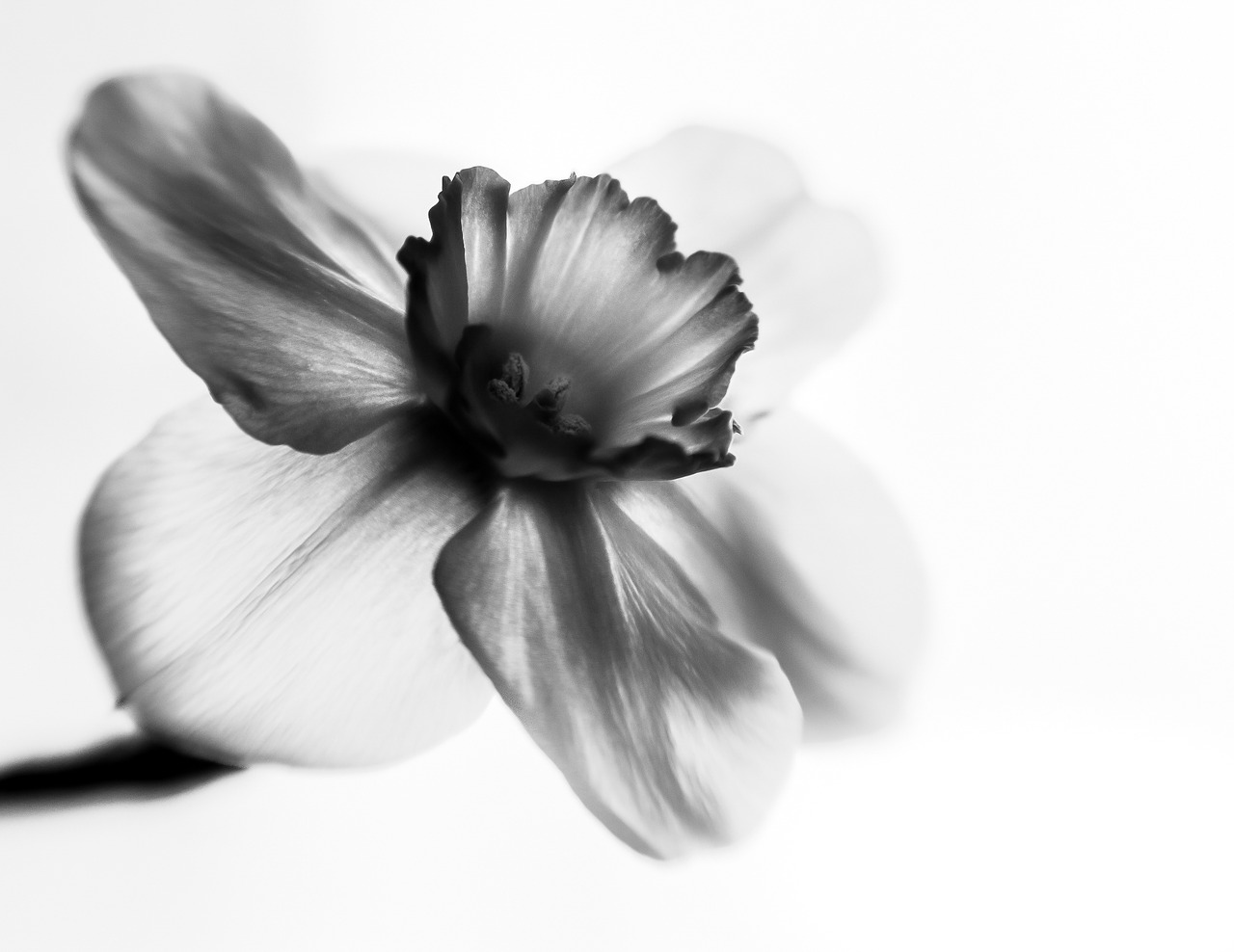 flower black white contrast free photo