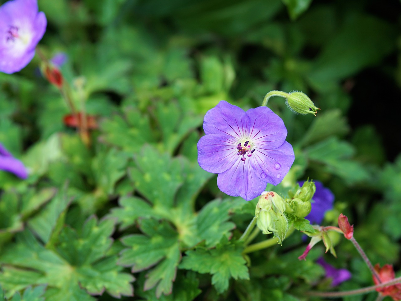 flower blossom bloom free photo