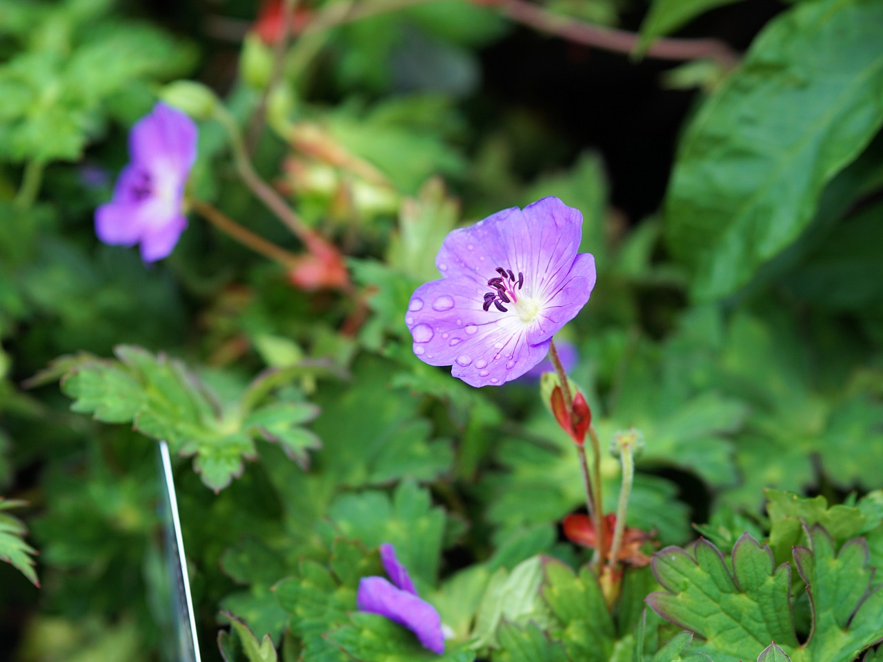 flower blossom bloom free photo