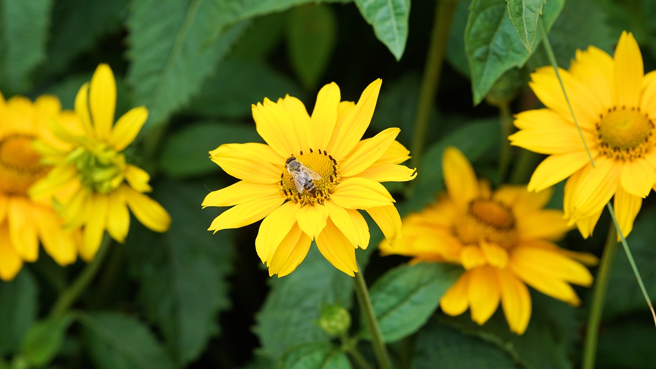 flower blossom bloom free photo