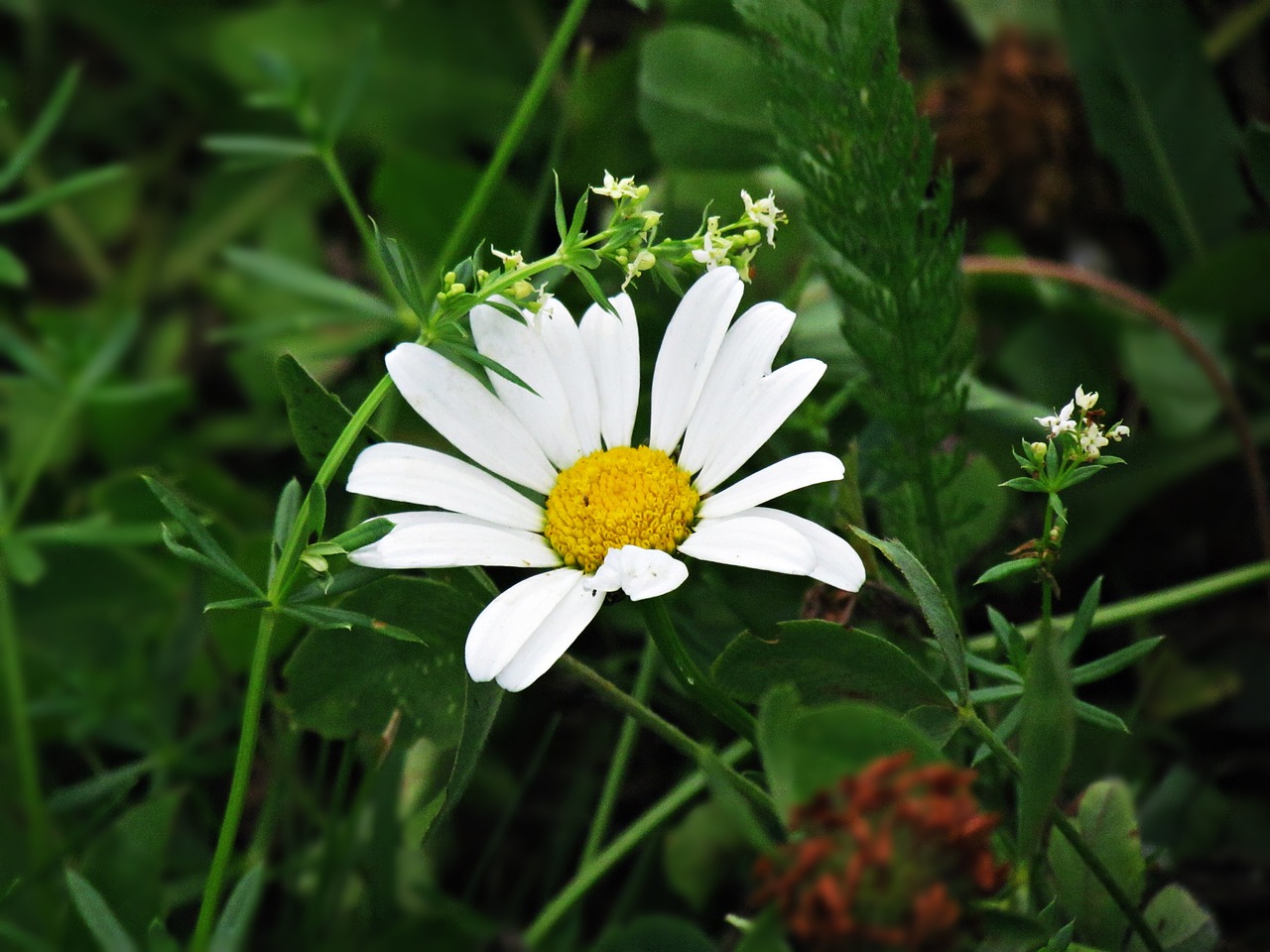 flower daisy chamomile free photo
