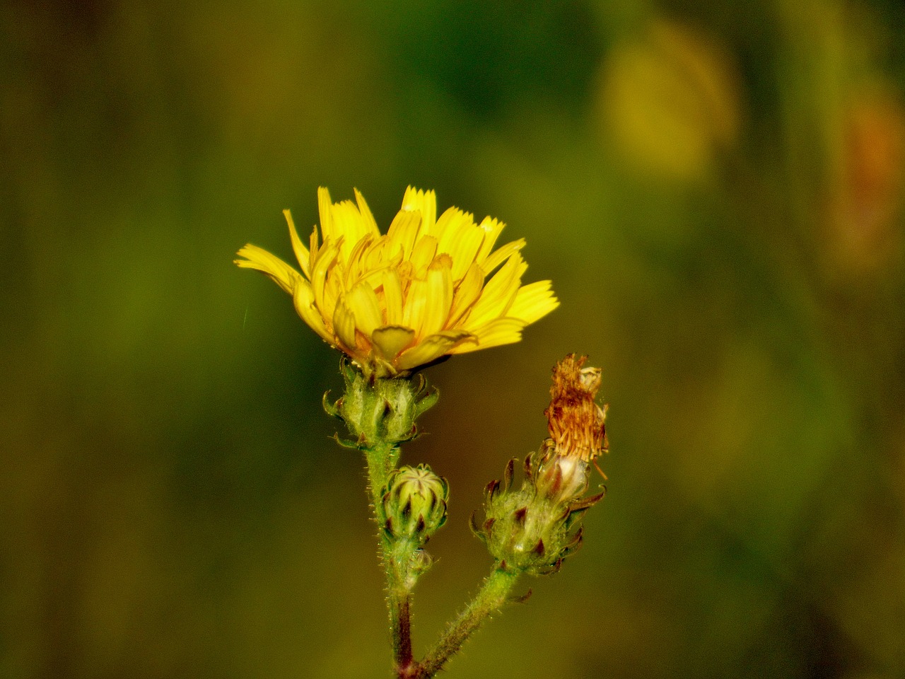 flower plant yellow free photo