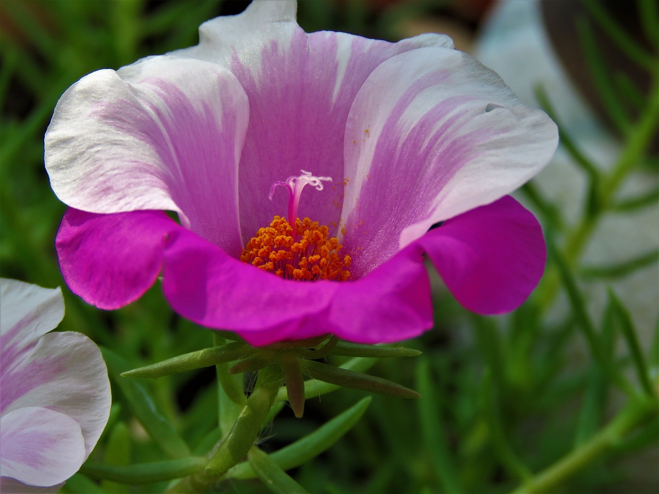 flower purple yellow free photo