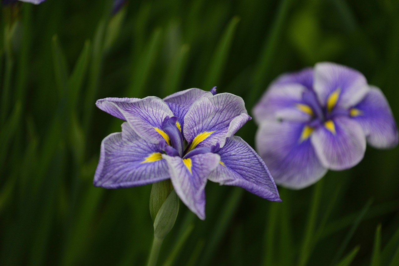 flower violet floral free photo