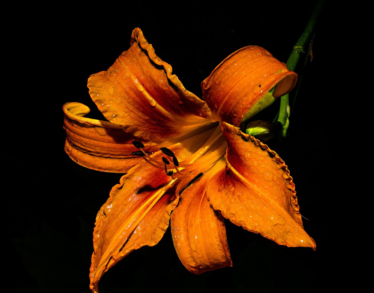 flower orange macro free photo