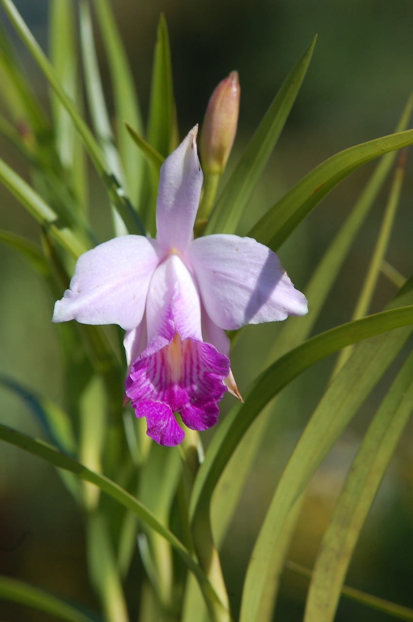 flower orchid nature free photo