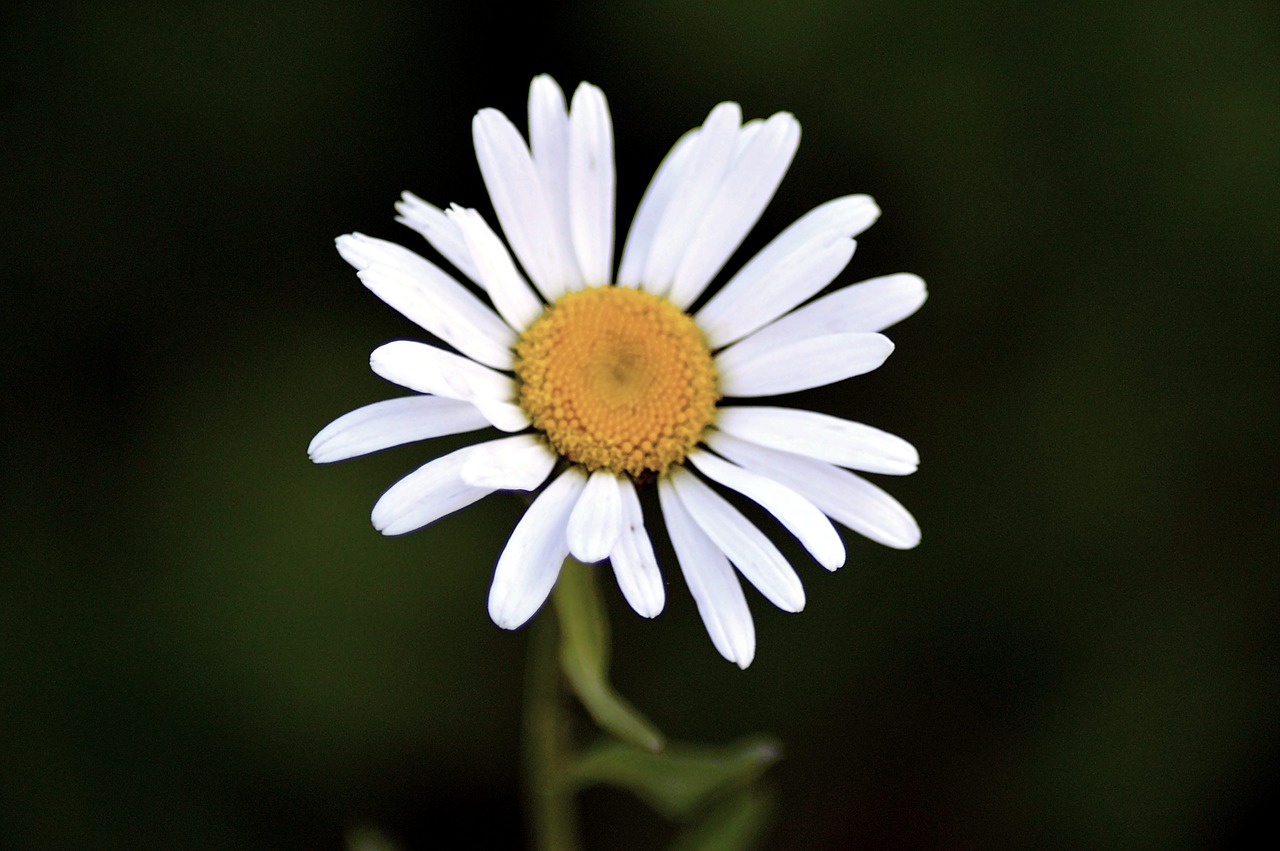 flower close blossom free photo