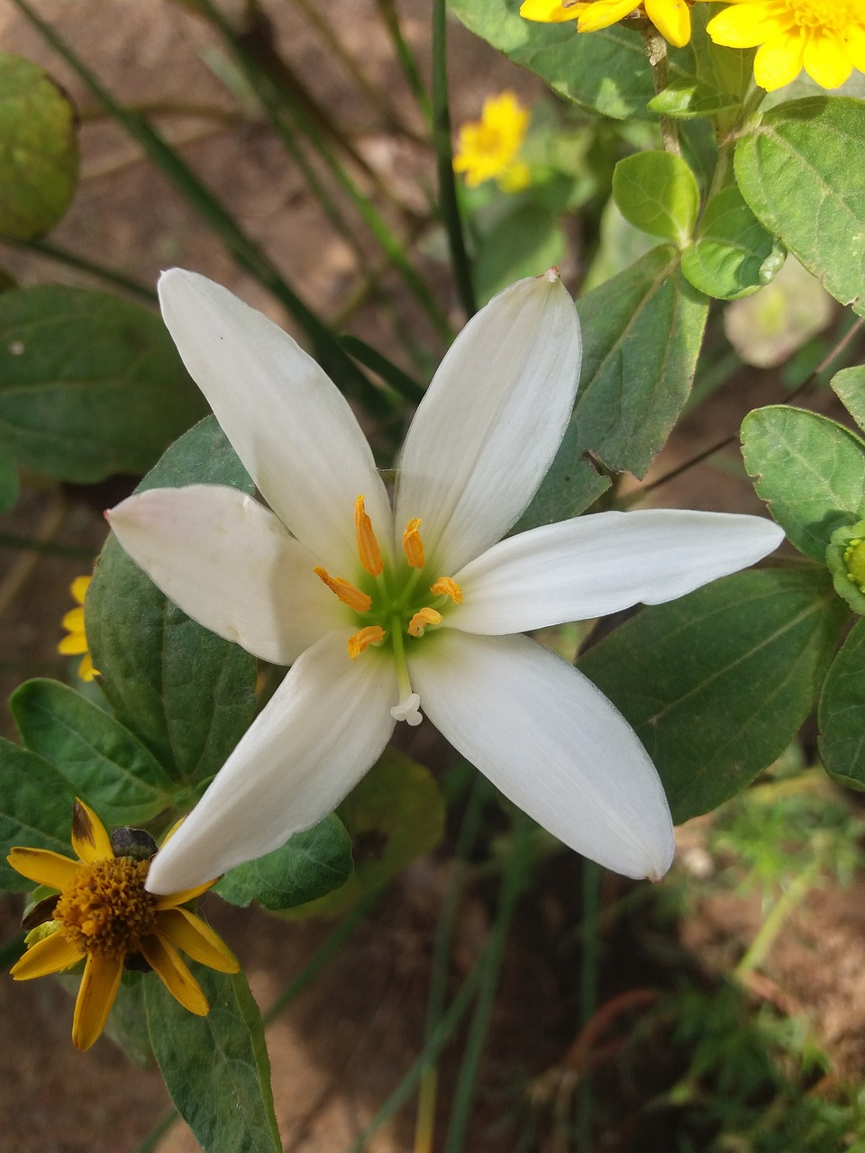 flower image grass free photo