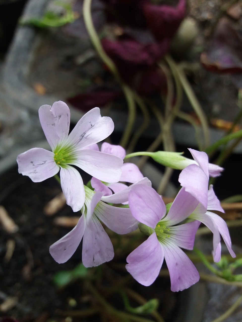 flower pink colorful free photo