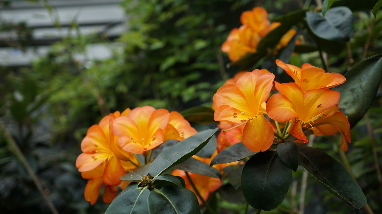 flower orange plant