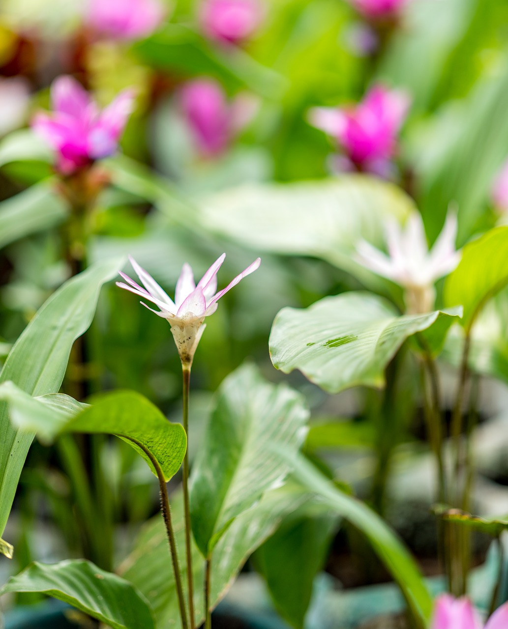 flower wild bokeh free photo