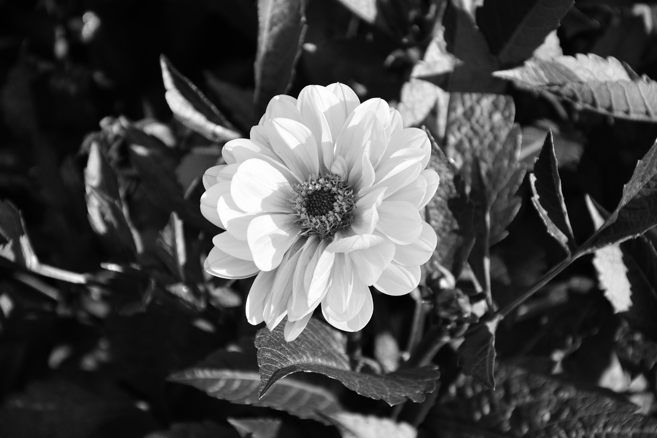 flower photo black white bouquet free photo