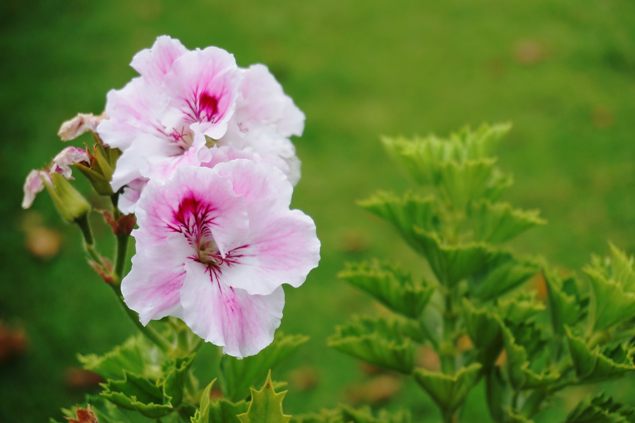 flower fresh green free photo