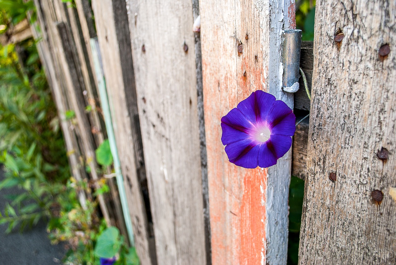 flower purple flower bindweed free photo