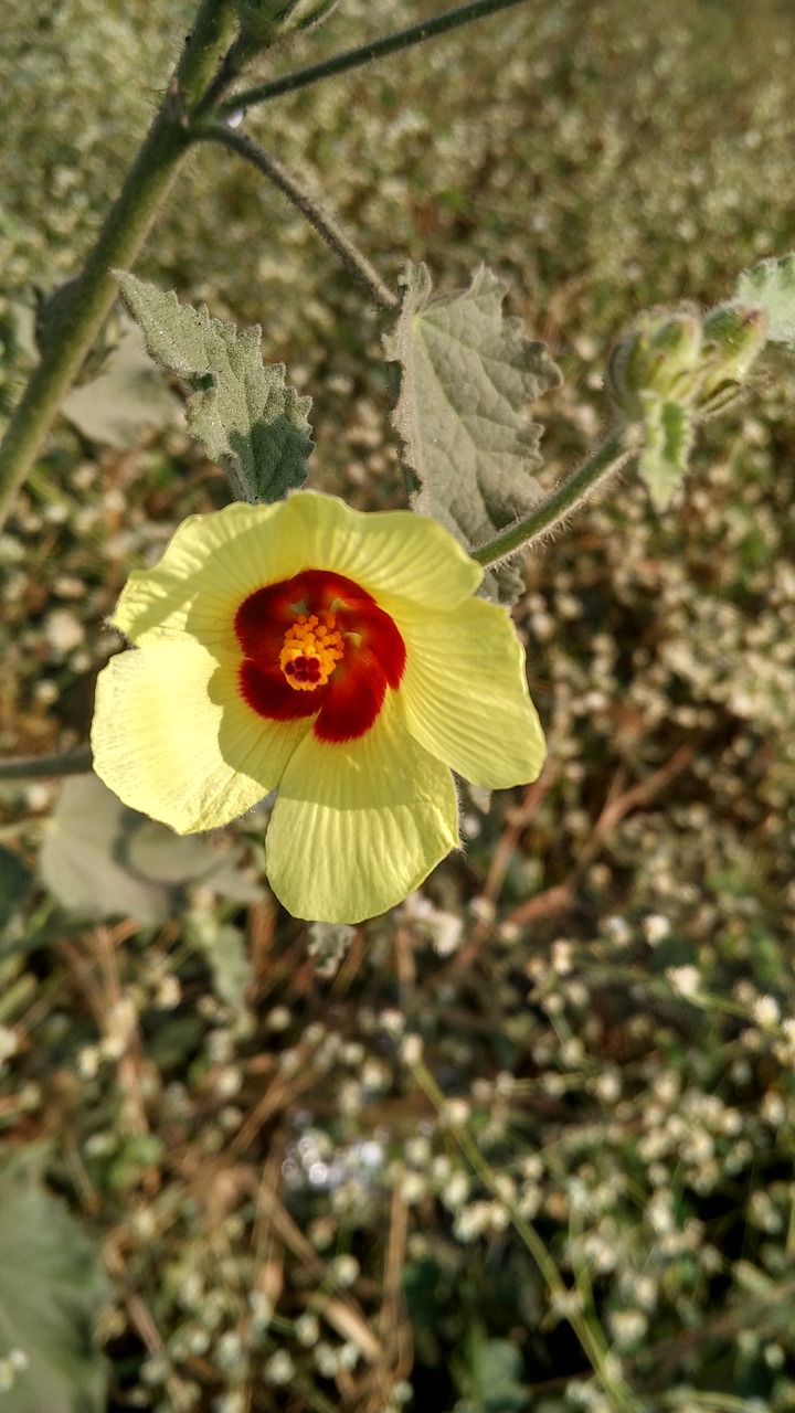 flower green nature free photo