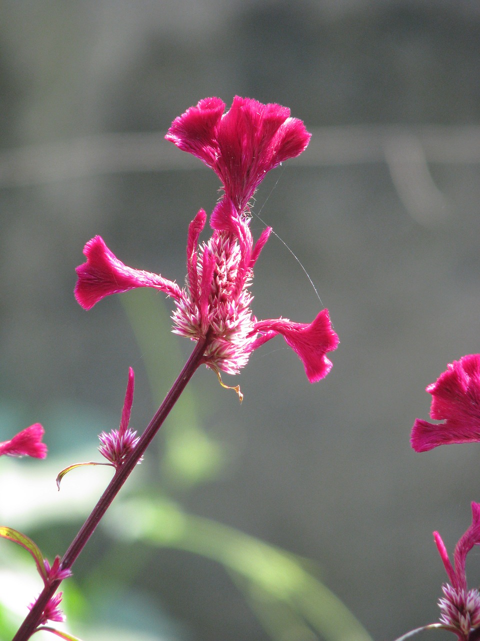 flower red pink free photo