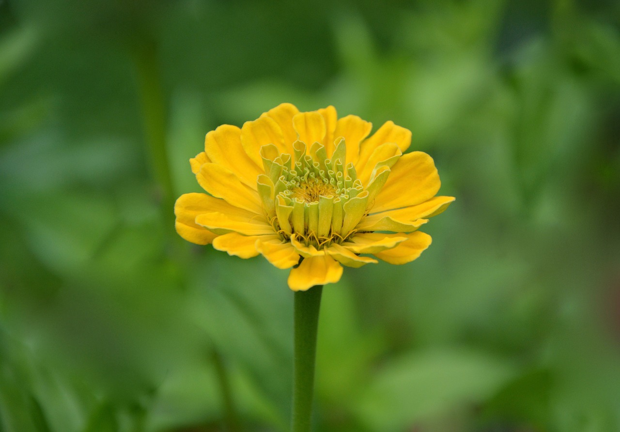 flower yellow flowers bouquet free photo