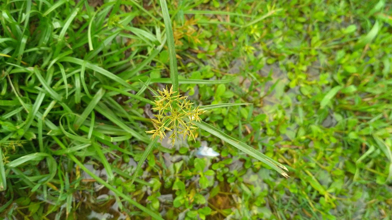 flower grass fresh free photo