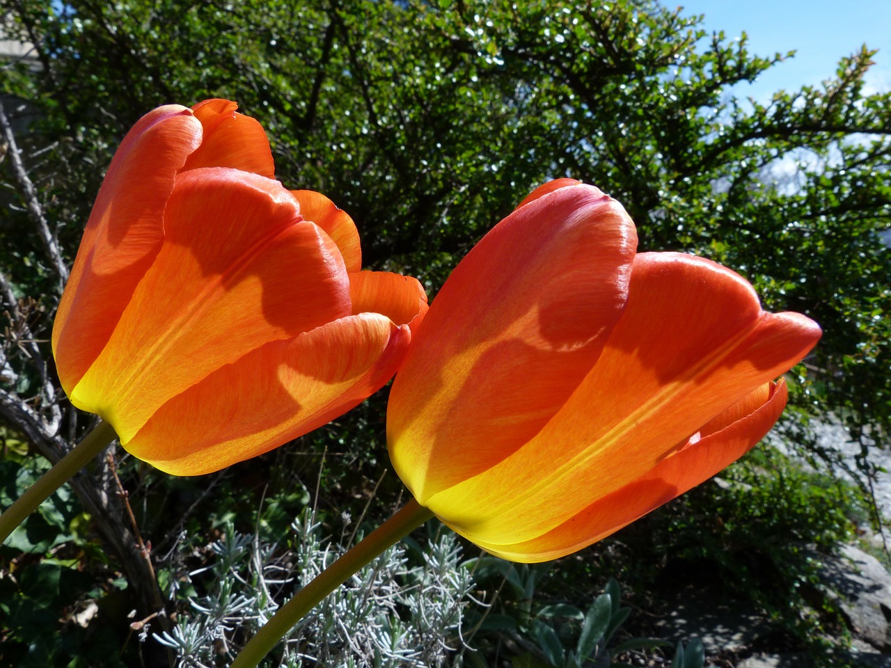 flower tulips red free photo