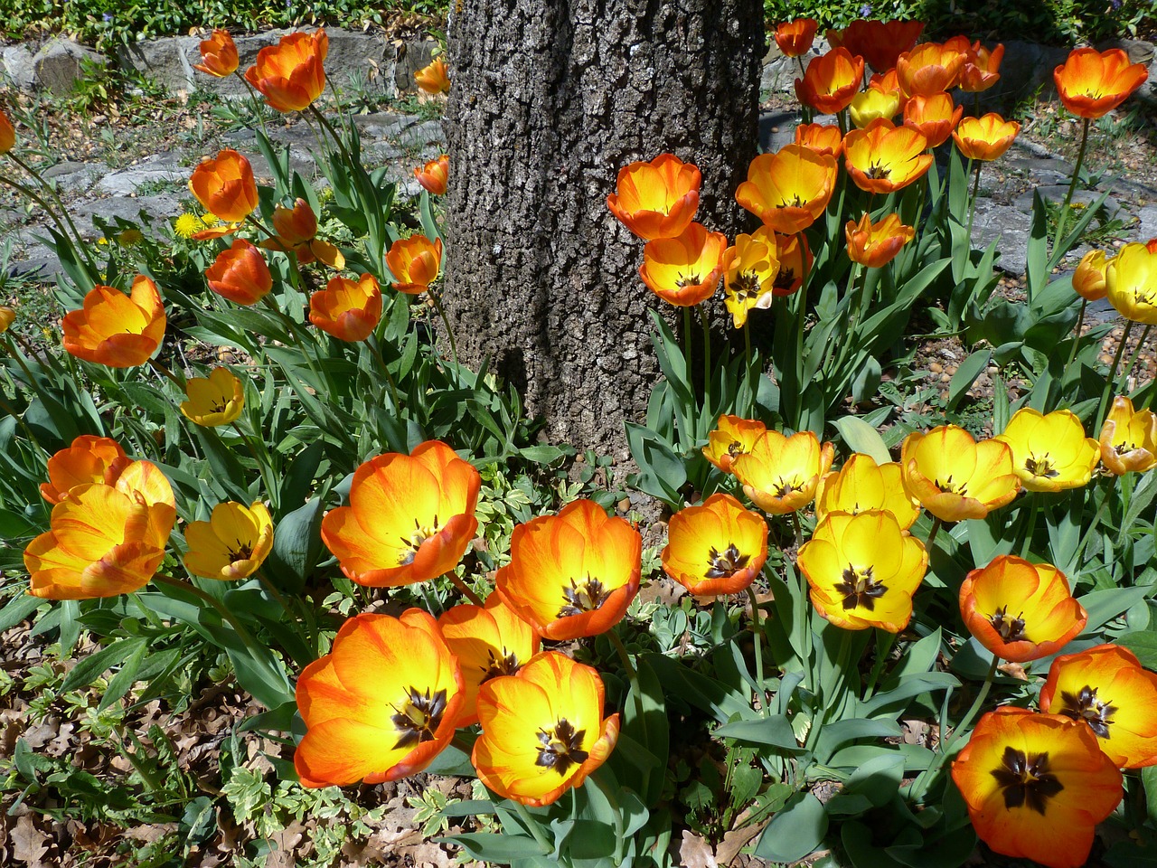 flower garden tulip free photo