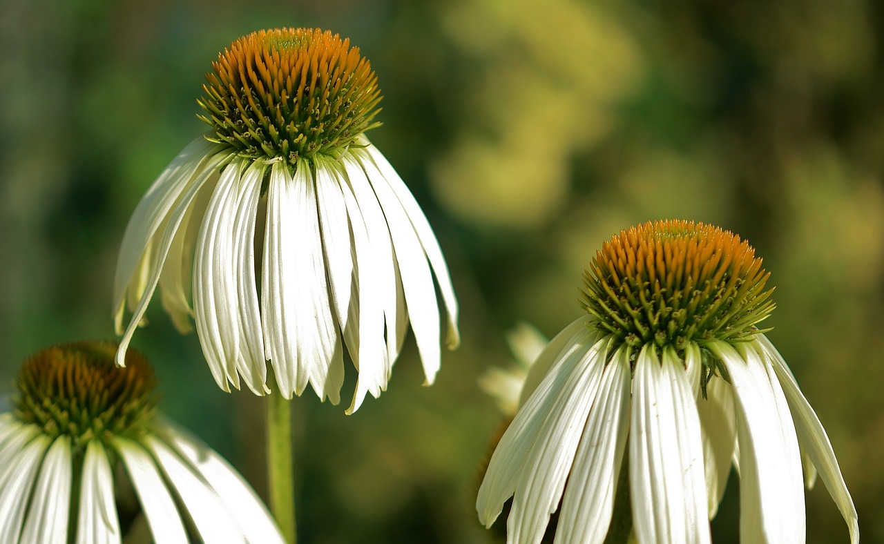 flower natur spring free photo