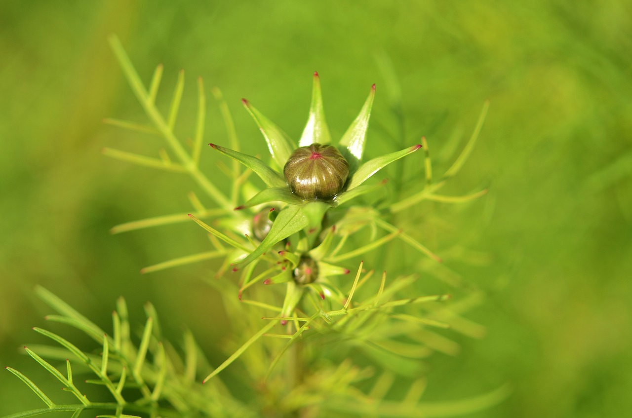 flower natur spring free photo