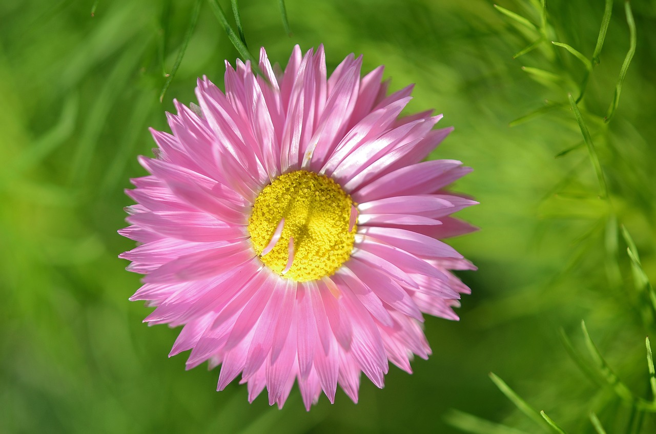 flower natur spring free photo