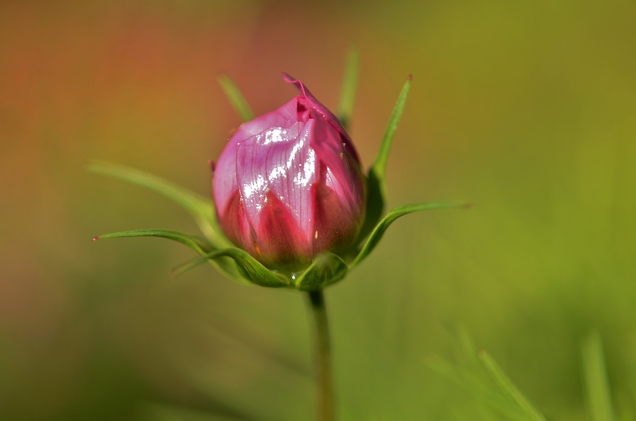 flower natur spring free photo