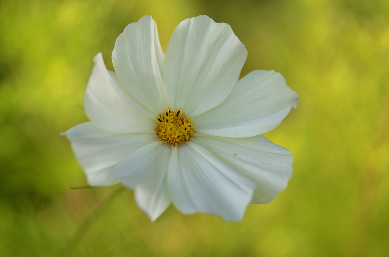 flower natur spring free photo