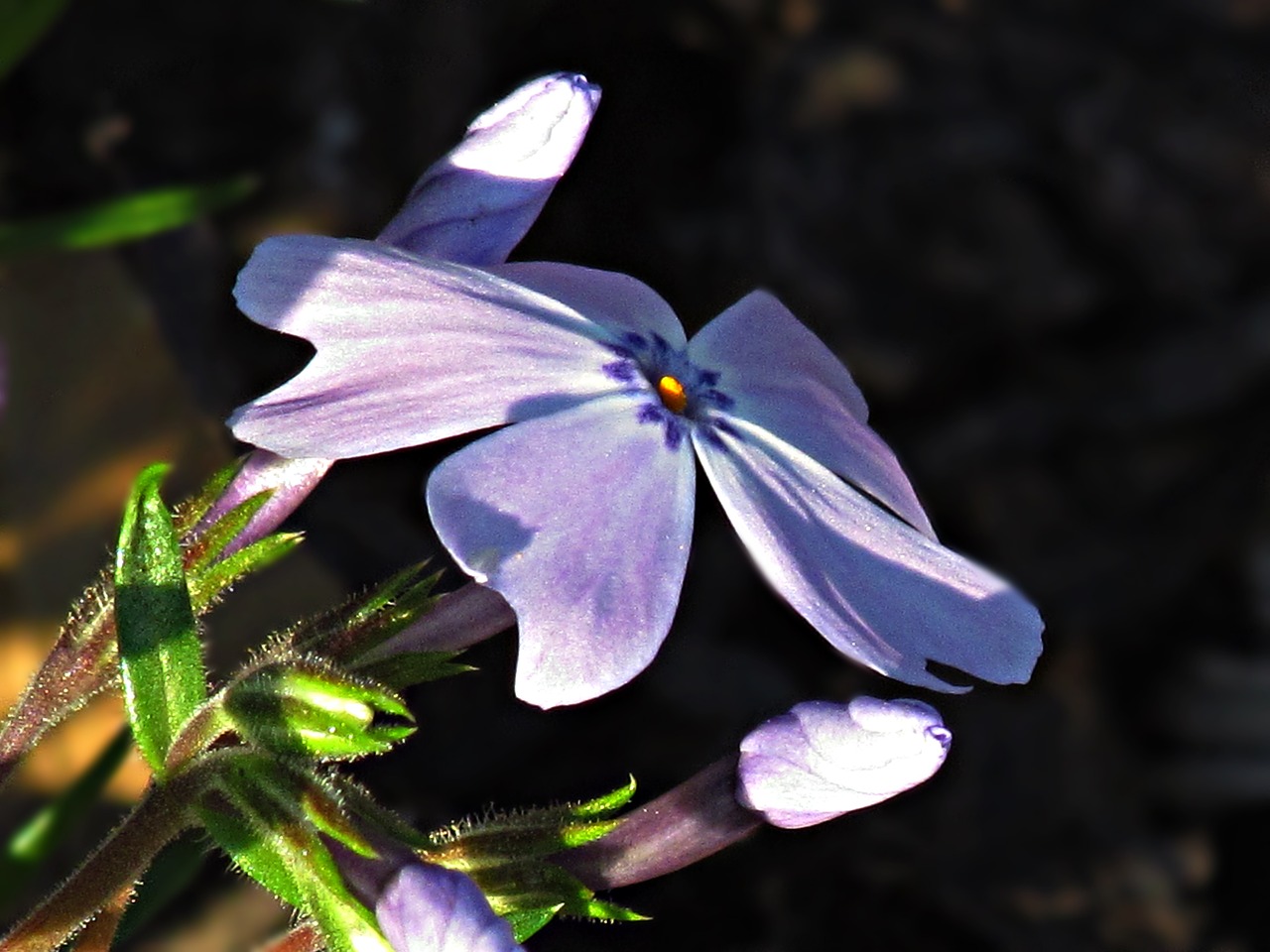 flower flowers spring free photo